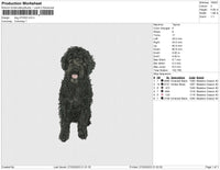 dog 270323